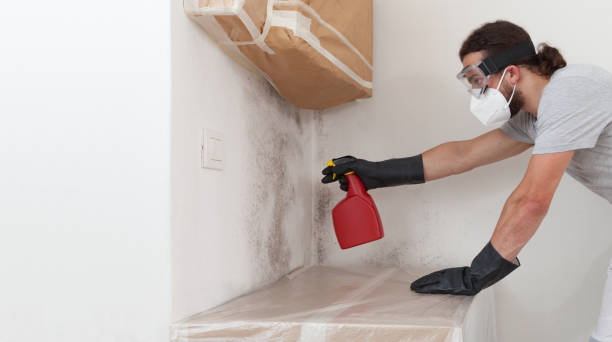Basement Mold Remediation treatment on basement walls in Freehold